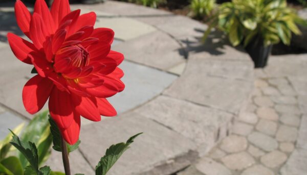 a-striking-red-flower-brightens-a-back-patio-2024-11-27-05-02-55-utc a-striking-red-flower-brightens-a-back-patio-2024-11-27-05-02-55-utc