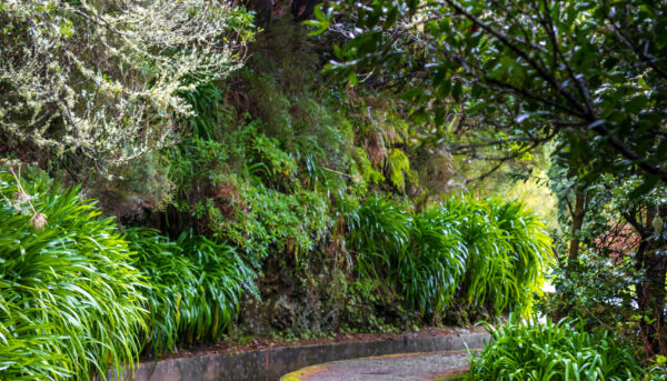 beautiful Madeira landscape beautiful Madeira landscape with Folhadal levada