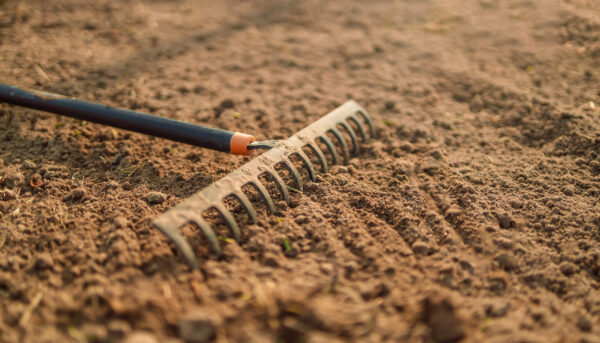 Close up of an new metal garden rake cleaning earth at spring time. Seasonal work Loosening the soil with a rake in the greenhouse. Close up of an new metal garden rake cleaning earth at spring time