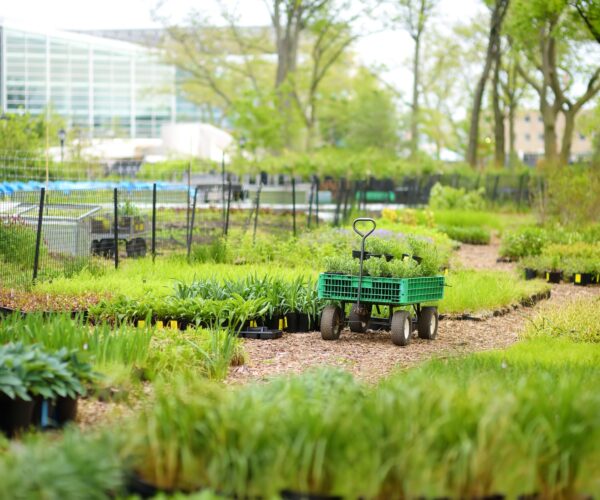 community-kitchen-garden-flower-pots-with-plants-2025-02-22-03-34-59-utc