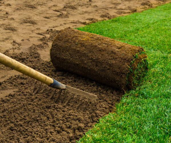 Gardener applying turf rolls in the backyard