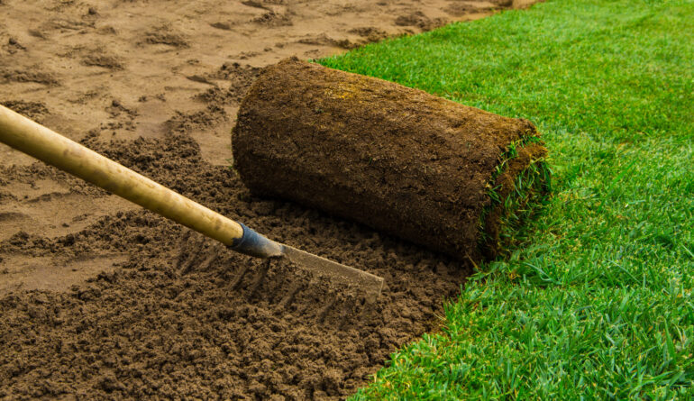 Lawned garden Gardener applying turf rolls in the backyard