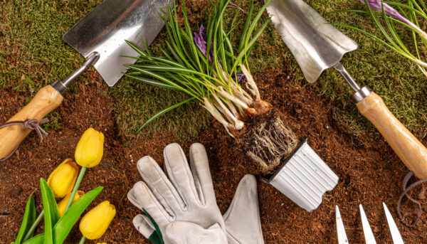 Gardening tools and spring flowers Gardening tools and spring flowers. Beautiful garden flowers ready for planting