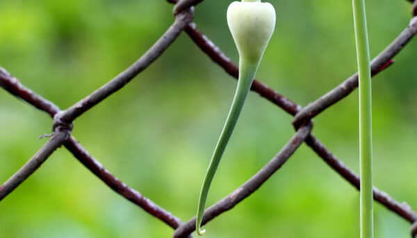 Green plant near a chain link fence