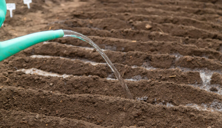 Water the holes with soil in the garden. Selective focus. Water the holes with soil in the garden. Selective focus. Nature.