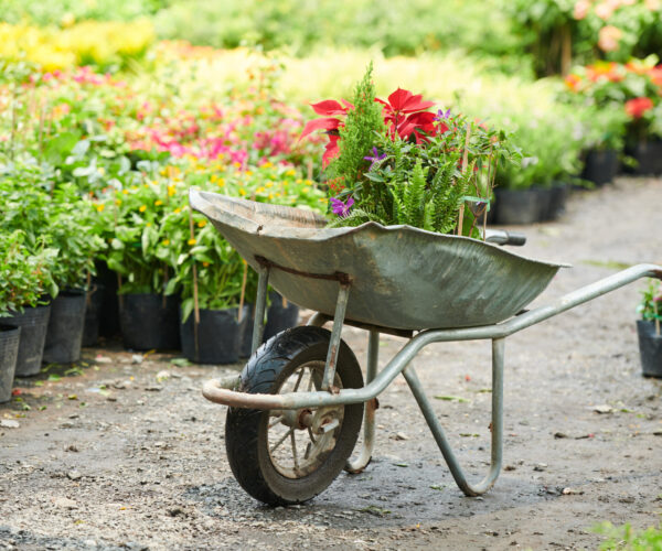 Wheelbarrow with various plants and flowers at plant nursery or gardening center
