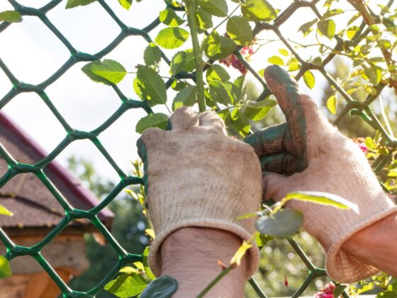 man-tying-rose-bushes-in-the-garden-2024-11-26-19-11-51-utc man-tying-rose-bushes-in-the-garden-2024-11-26-19-11-51-utc