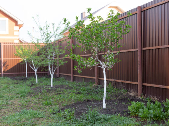 Village, summer and yard concept - Small garden trees. Village, summer and yard concept - Small garden trees